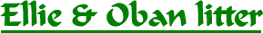Ellie & Oban litter